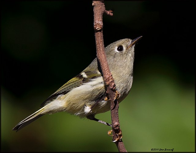 _1SB0789 ruby-crowned kinglet.jpg